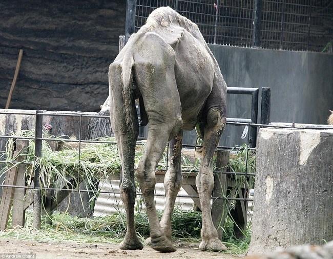 treatment of Animals in zoo